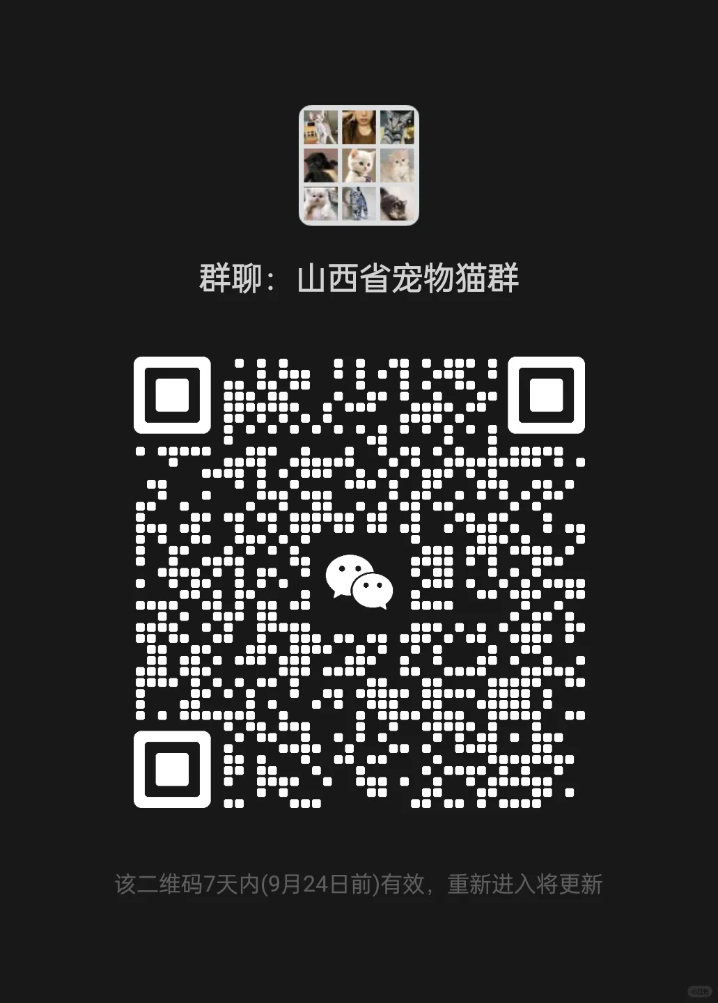 山西省宠物猫群