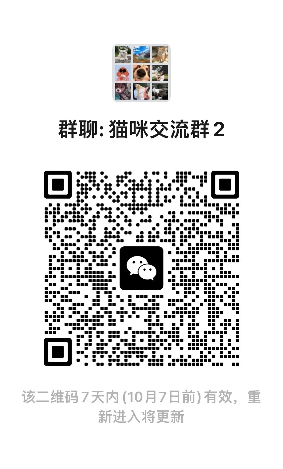 猫咪交流群 2