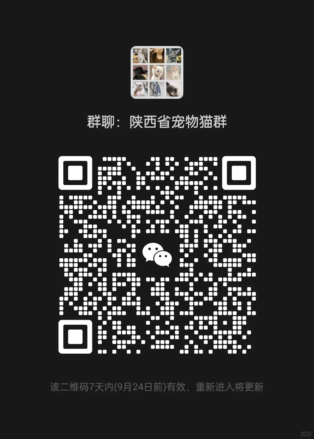 陕西省宠物猫群