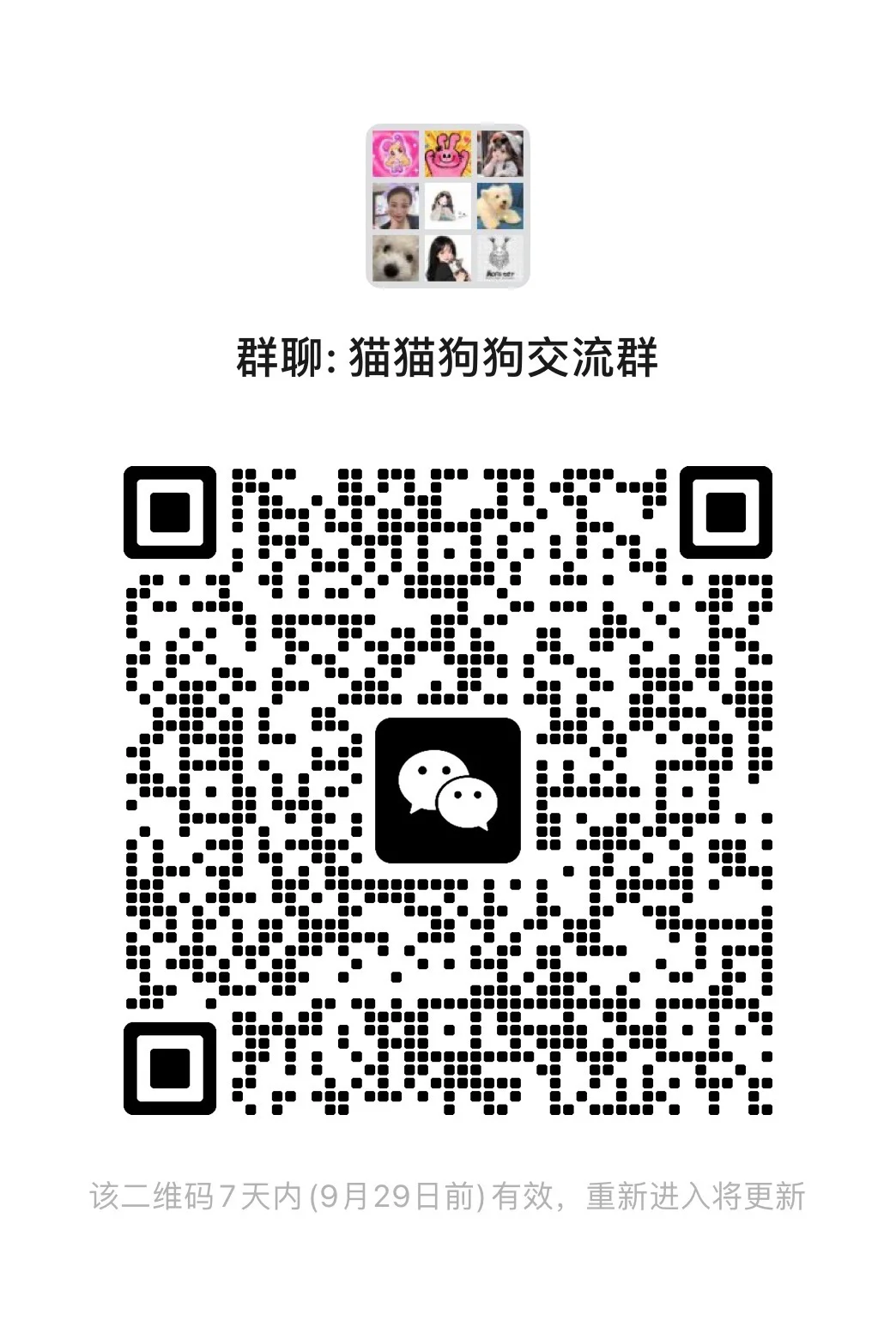 猫猫狗狗交流群