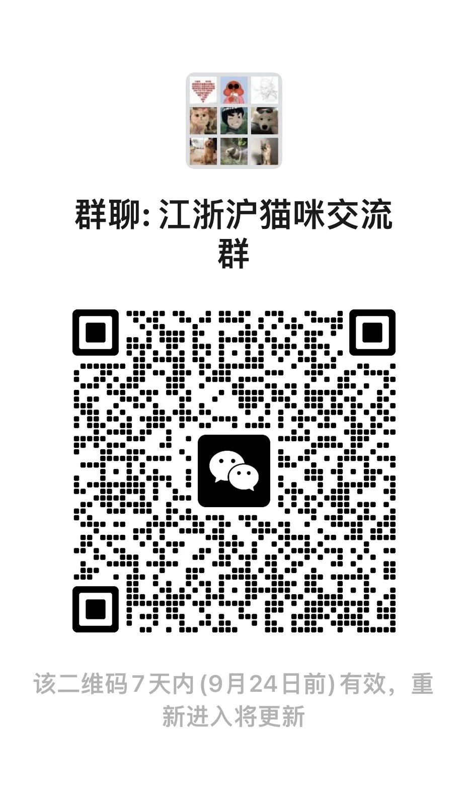 江浙沪猫咪交流群