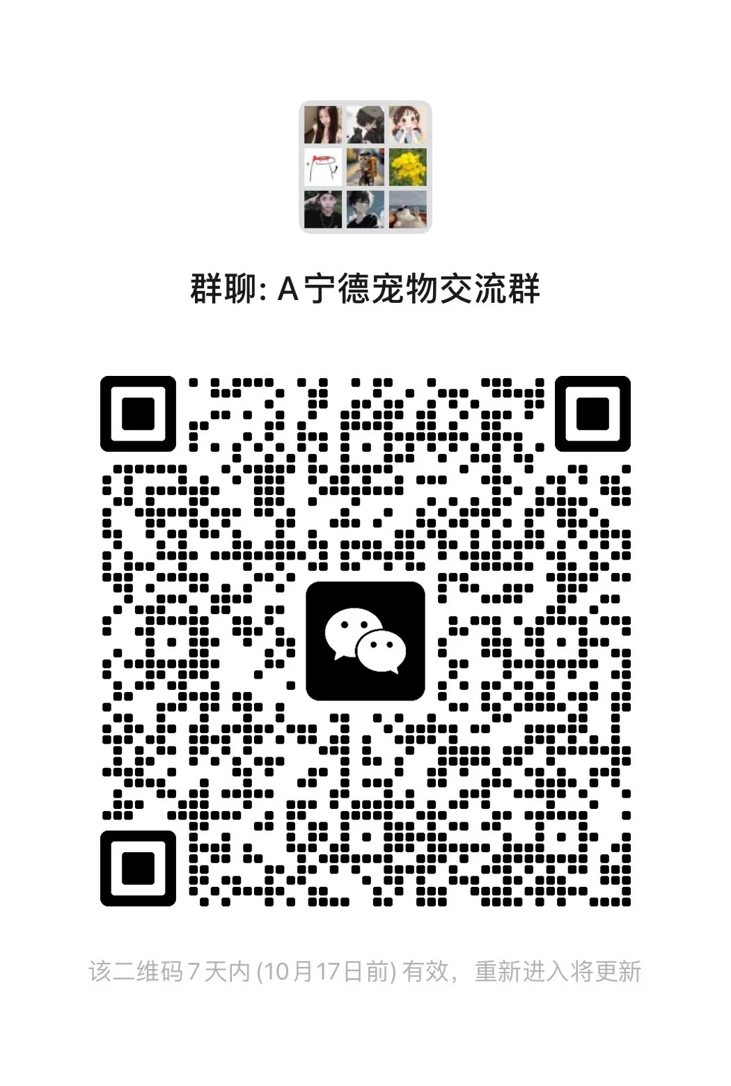 宁德宠物交流群